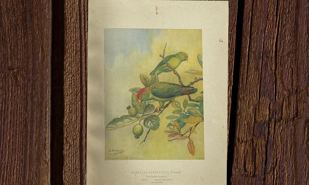 Colored Plates of the Birds of Ceylon - Image 7