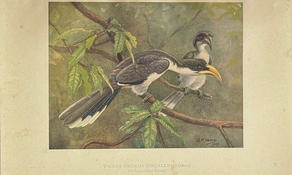 Colored Plates of the Birds of Ceylon - Image 4