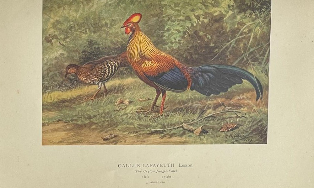 Colored Plates of the Birds of Ceylon - Image 6