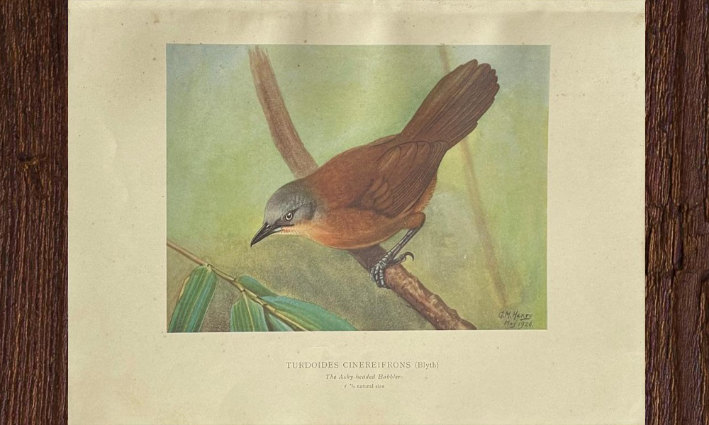 Colored Plates of the Birds of Ceylon - Image 2