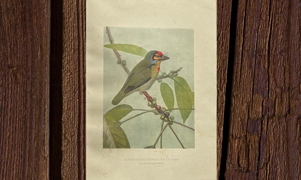 Colored Plates of the Birds of Ceylon - Image 8