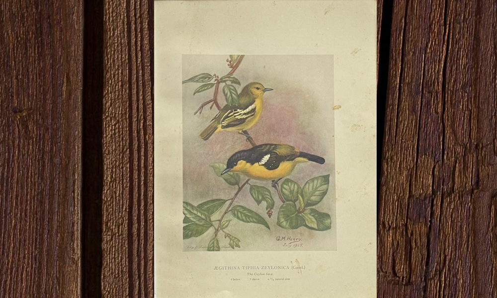 Colored Plates of the Birds of Ceylon - Image 3
